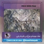 jooj جوجه