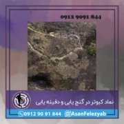 کبوتر نماد کبوتر در گنج یابی و دفینه یابی