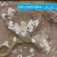 نشانه قیچی