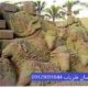 نشانه چوپان