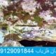 نشان آخر دفینه