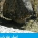 سنگ قارچ