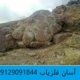 حیوانات تخم گذار در دفینه یابی