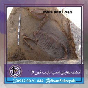 کشف بقایای اسب نایاب قرن 18